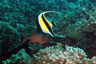 moorish idol and squirrelfish.jpg