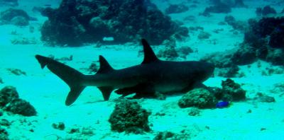 nurse shark2.jpg