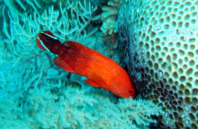 red sea grouper.JPG