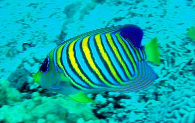 royal angelfish.JPG