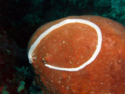 sea worm.jpg