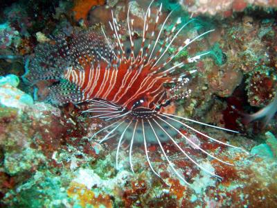 spotfin lionfish.JPG