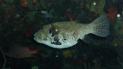 spotted pufferfish21.jpg