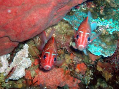 squirrelfish.jpg