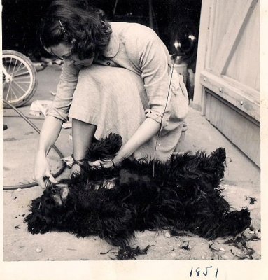 granny gives dog a haircut