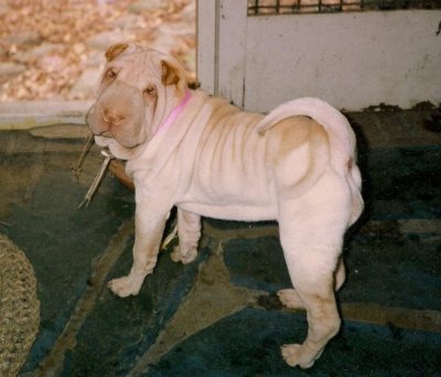 D series 63.jpg