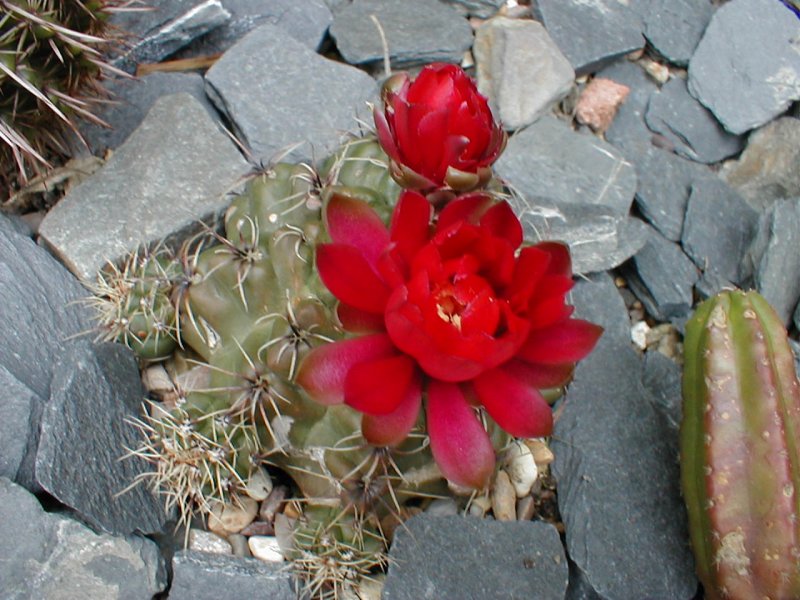Gymnocalycium