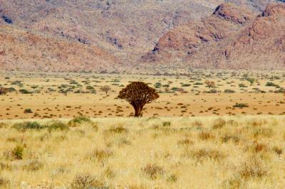 Aloe dichotoma Namib-Nakluft National Park, Namibia
