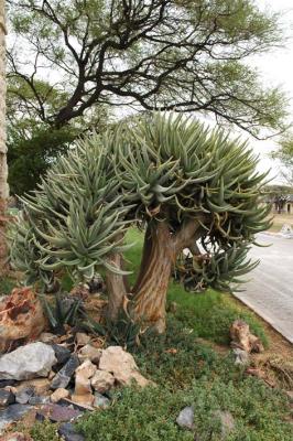 Captive Aloe dichotoma Etosha National Park, Namibia