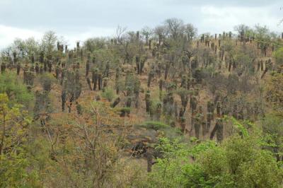 Aloe marlothii grove, South Africa