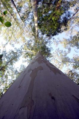 Blue Gum.  The biggest (87m) outside Oz, Magoebaskloof, South Africa