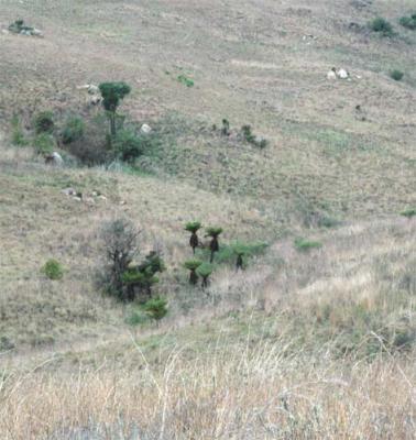Cyathea dregei. Malolotja Nature Reserve, Swaziland