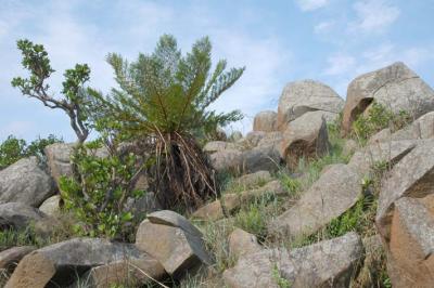 Cyathea dregeii. Malolotja Nature Reserve, Swaziland