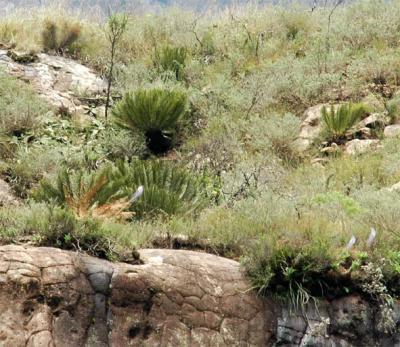 Encephalartos ghellinckii.  Drakensburg Mountains, South Africa.  Telephoto image as these grew on an inaccessible outcrop.