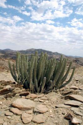 Euphorbia spp, Namib desert, Namibia.
