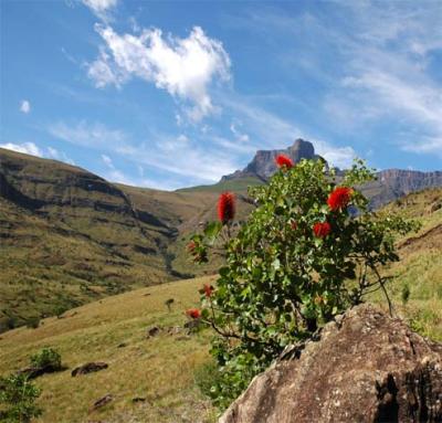 Greyia sutherlandii.  Drakensburg Mountains, South Africa