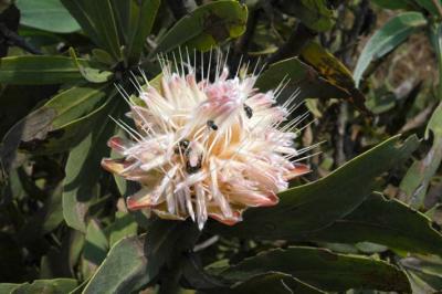 Protea caffra (???). Malolotja Nature Reserve, Swaziland