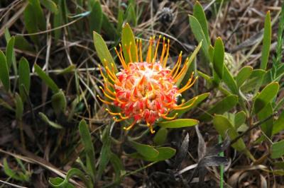 Protea spp.  Malolotja Nature Reserve, Swaziland