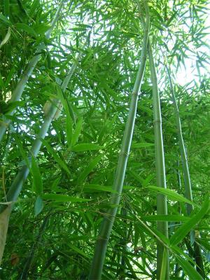 Bamboos