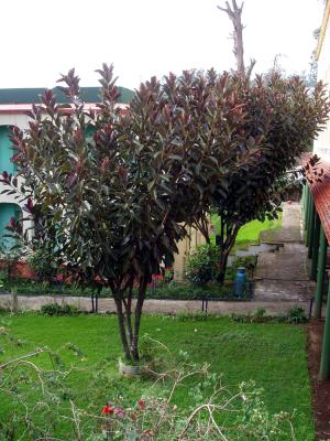 Ficus elastica trees