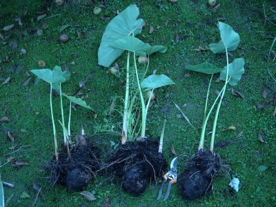 Colocasias