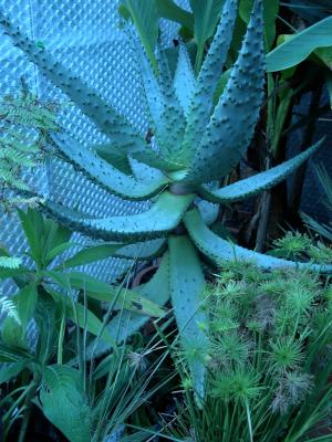 Aloe marlothii- 4ft tall and incredibly prickly!!