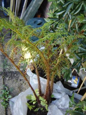 cyathea tomentoissima
