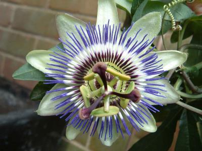 passionflower.jpg