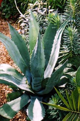 agave.JPG