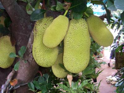 Jackfruit