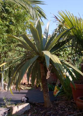 Cordyline indivisa