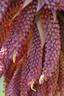 Cordyline indivisa flower