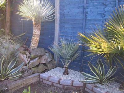 Kelvin White exotic gardening (UK)