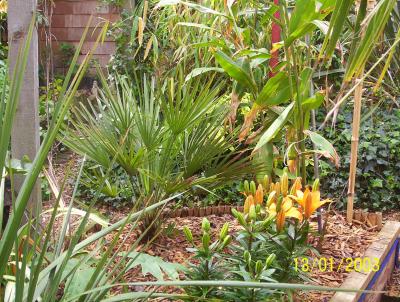 Chamaerops, Hedychium 'gold spot', Lillium 'orange pixie' and a small 'T rex May 2006