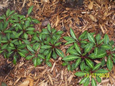 Impatiens 'Omniana' starting to spread out May 2006