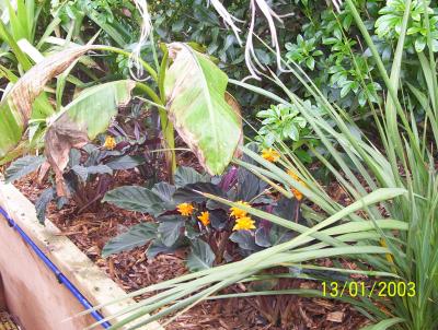 Calathea crocata, pot planted and small Siki 'red stripe'?? grown from seed last year May 2006