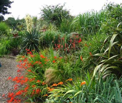 Monocot_border.jpg