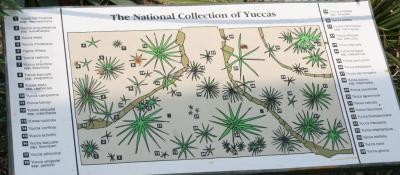 yucca_collection3.jpg