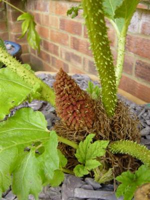 Gunnera Tinctoria