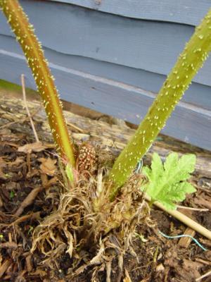 Gunnera tinctoria