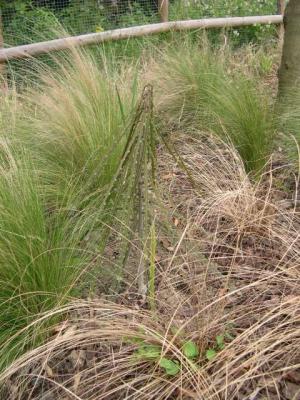 Pseudopanax in prairie