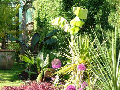 Alliums to keep the wife happy