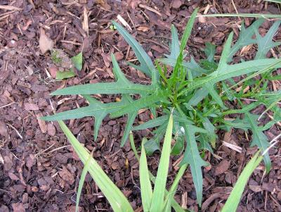 Solanum Laciniatum