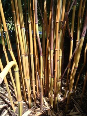 Phyllostachys aureosulcata Spectabilis