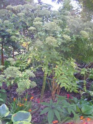 Unknown plant- angelica sp?