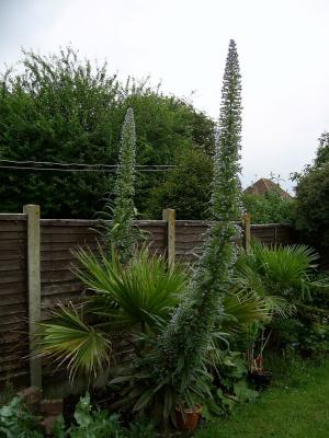 Echium pininana