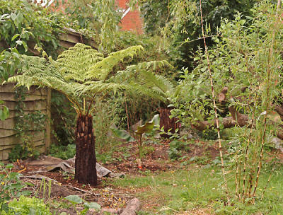 Cyathea australis and Chusquea gigantea 2006
