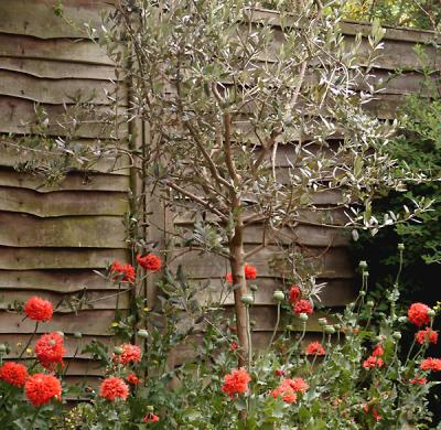 Olive and poppies