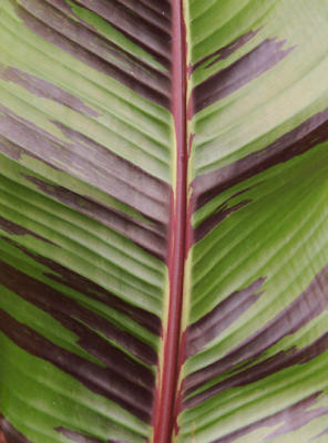 Sikkimensis leaf