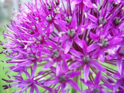 Allium hollandicum 'Purple sensation'